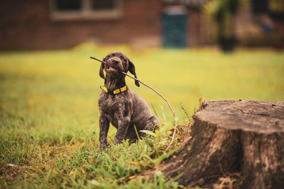 Choosing the Right Pointer Breed for Your Lifestyle